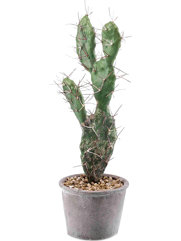 30/cactus-sabra-8ee424639