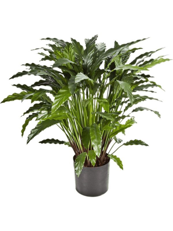 30/calathea-8fw1010xl