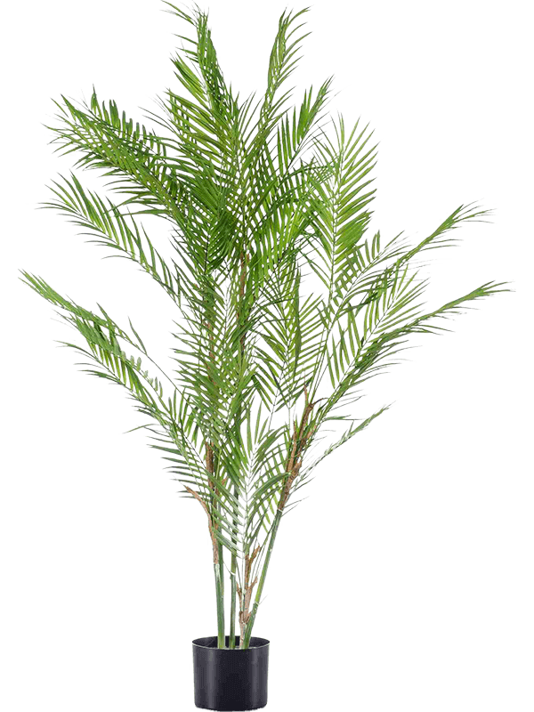 30/chamaedorea-palm-8ee424905