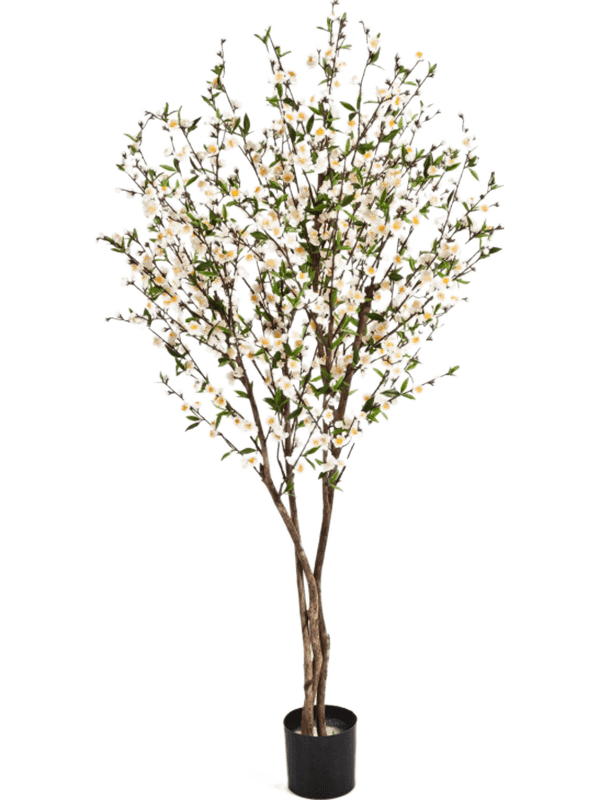 30/cherry-blossom-8fw55206cr