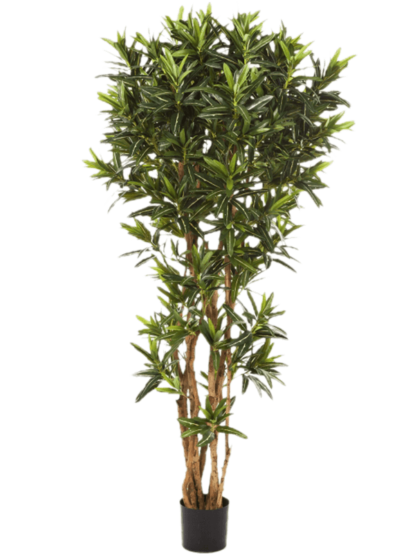 30/croton-goldfinger-reflexa-8fw37805n