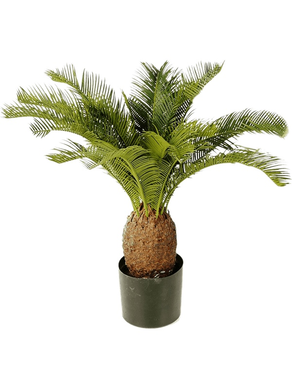 30/cycas-8cycars65