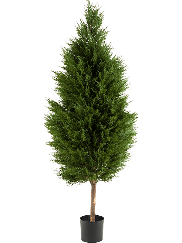 30/cypres-tree-8cyprtr40