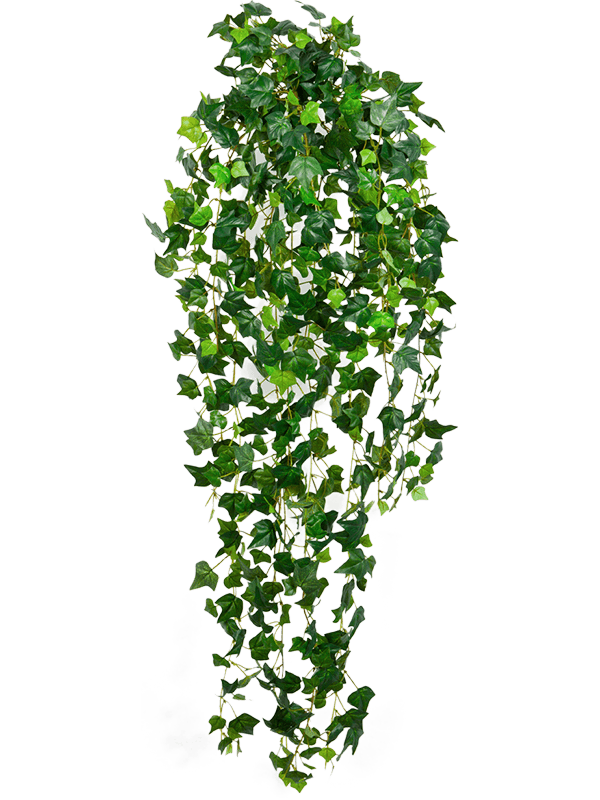 30/english-ivy-8fw1543n