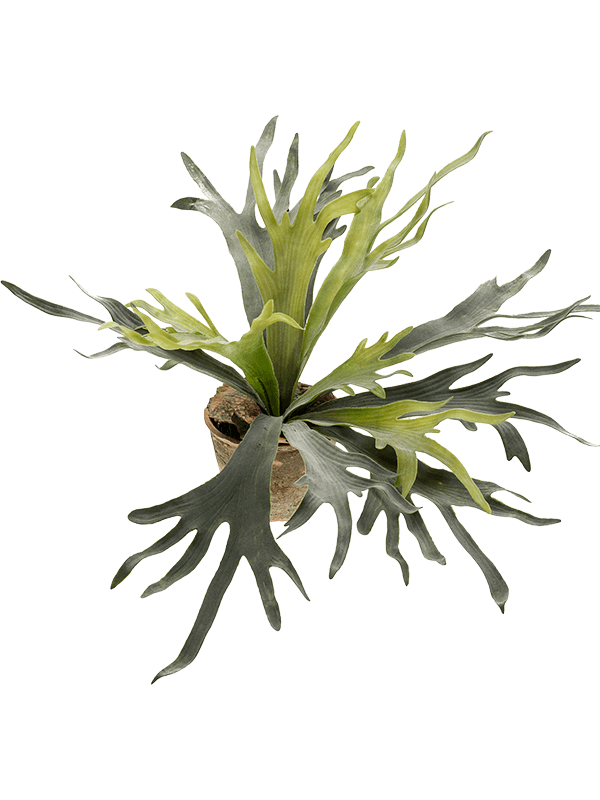 30/fern-staghorn-8ee115813