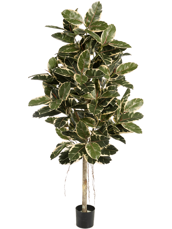 30/ficus-elastica-var-8fw33407nw