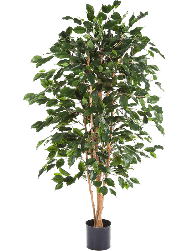 30/ficus-exotica-8fiex1t05
