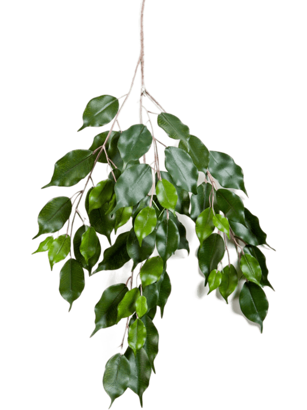 30/ficus-exotica-spray-8fw1618fr
