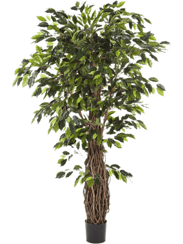 30/ficus-liana-8fw31508n