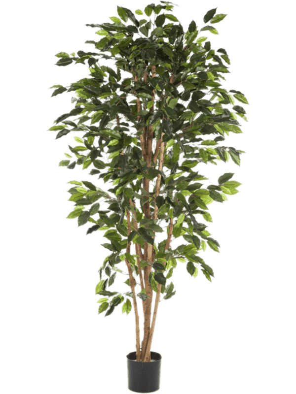 30/ficus-nitida-8fw30104n