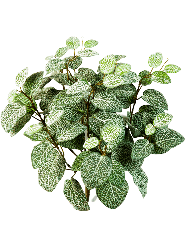 30/fittonia-8fw1067n