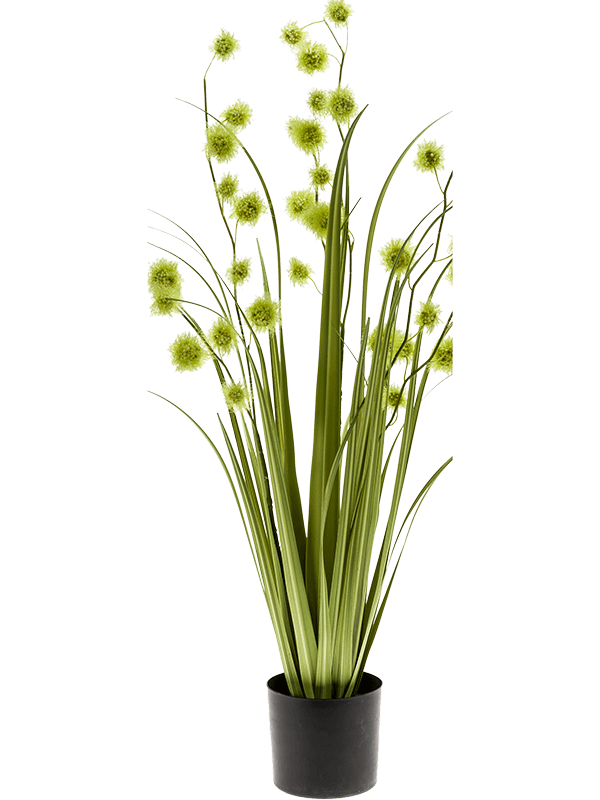 30/grass-pompom-8eeg20285