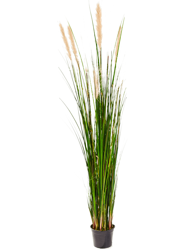 30/grass-reed-8fw1039n8