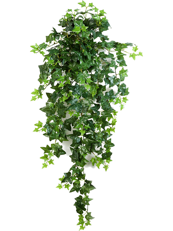 30/green-ivy-8fw01136n