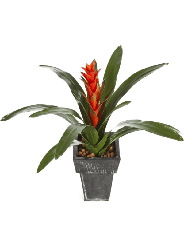 30/guzmania-continental-8fw1075r