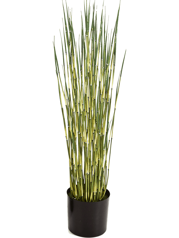 30/horsetail-8fw1060m