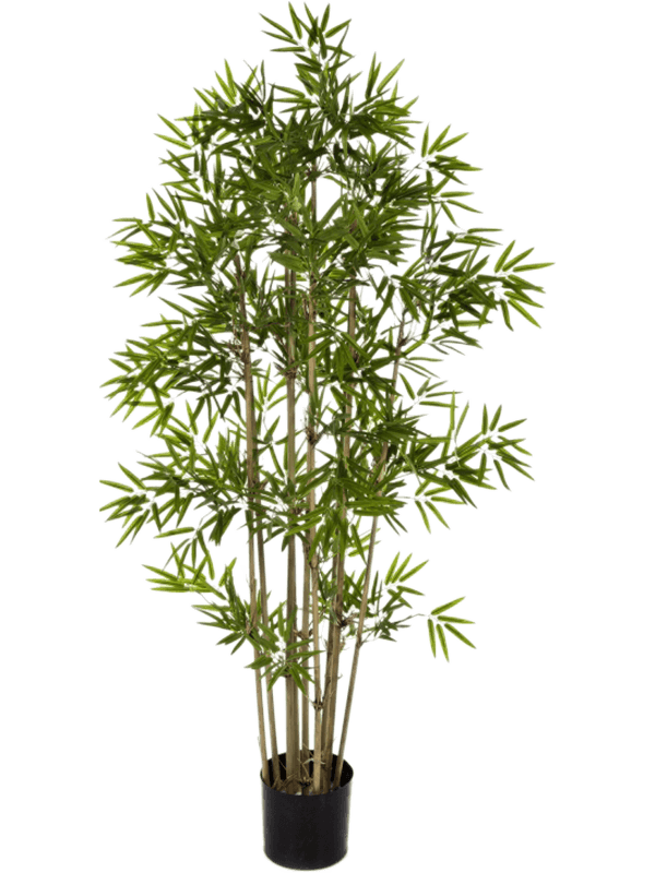 30/japanese-bamboo-8fw34007n