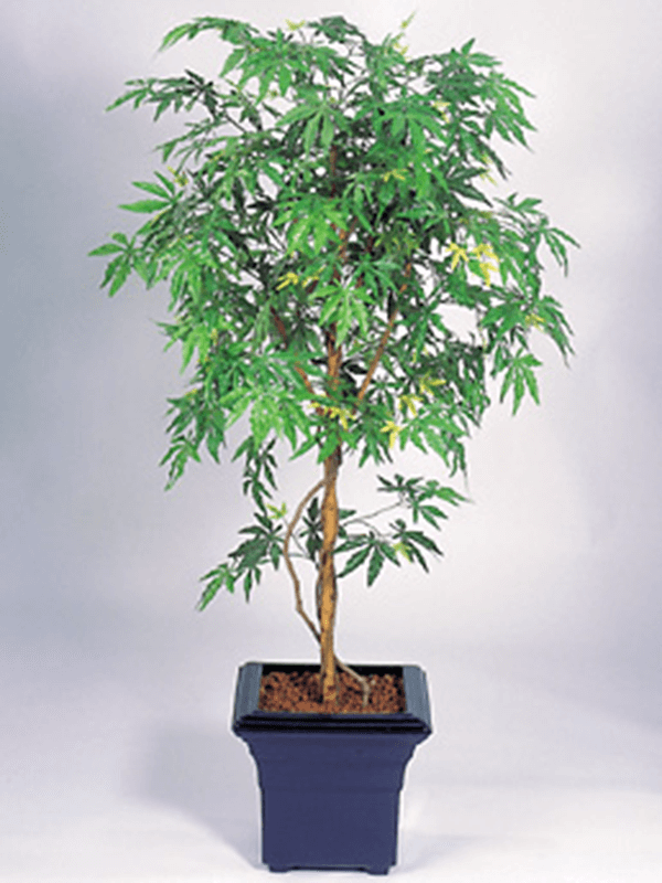 30/japanese-maple-8fw37006n