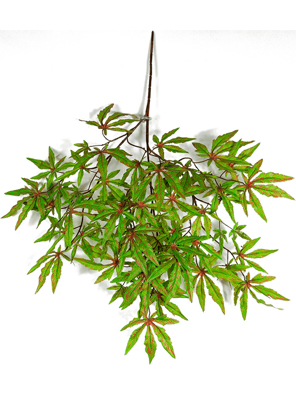 30/japanse-maple-spray-8fw1578gnr