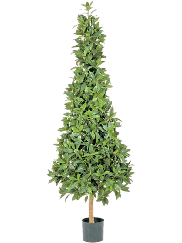 30/laurus-nobilis-8lanopy30