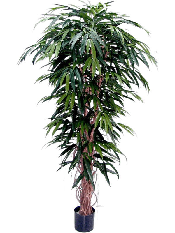 30/longifolia-liane-de-luxe-8lodltu30