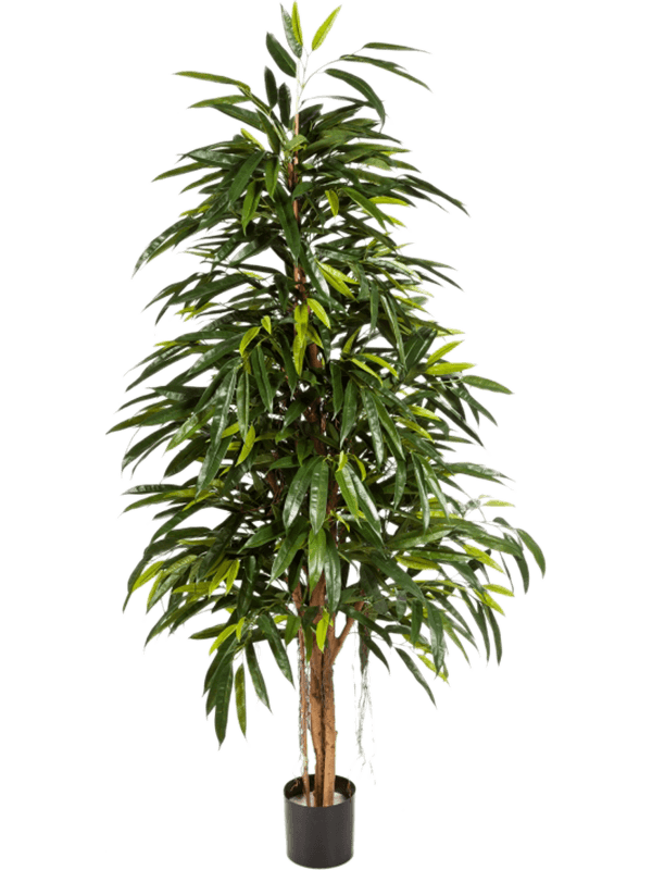 30/longifolia-royal-natural-8fw48405n