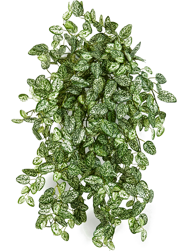 30/mini-hypoestes-8fw1430n