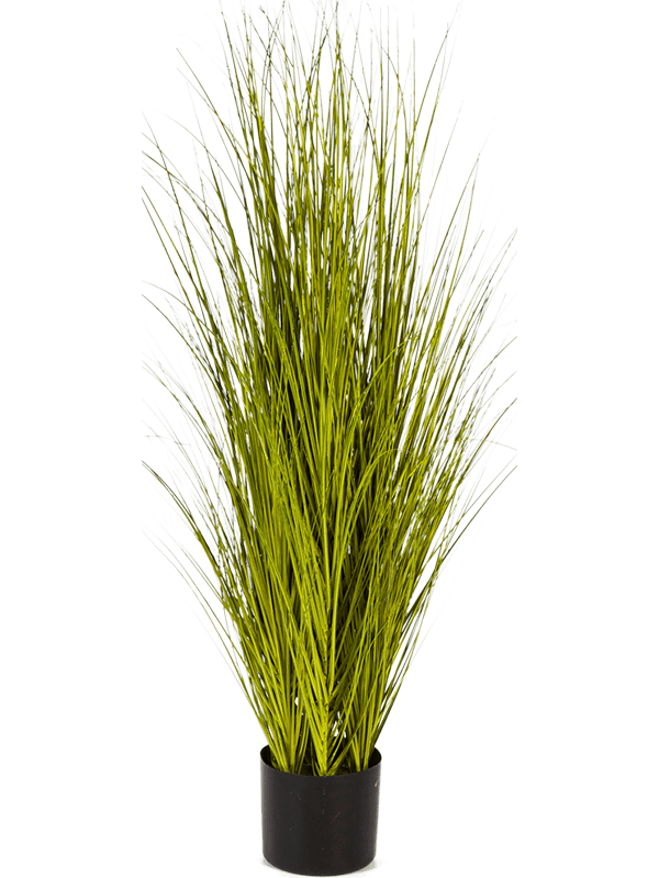 30/miscanthus-gold-grass-8fw1055g1