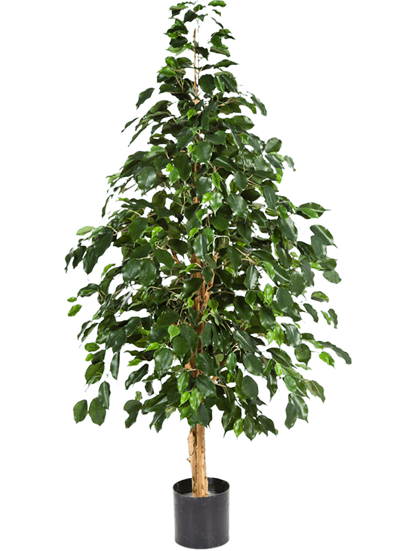 30/natural-exotica-8fw32205n