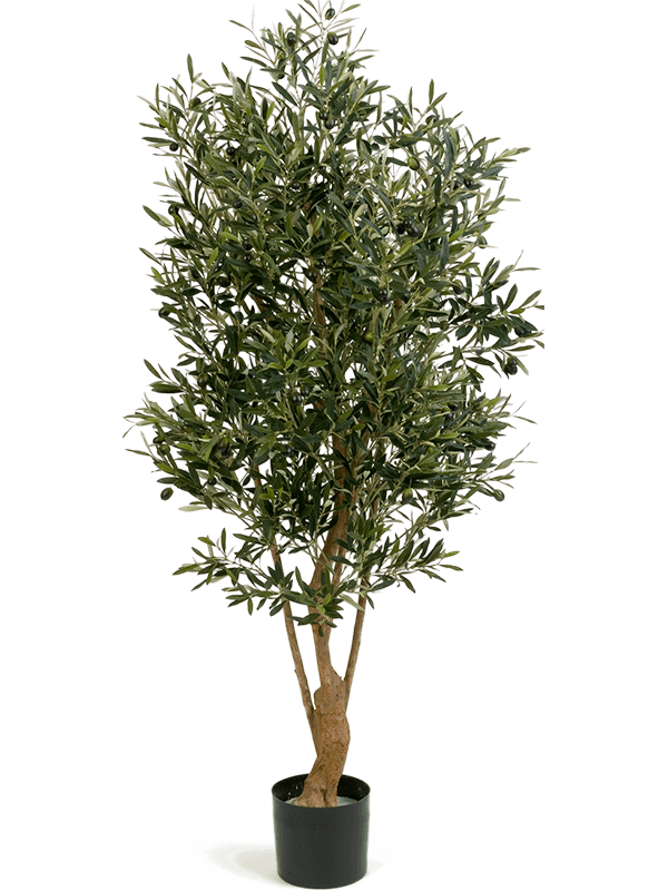 30/natural-twisted-olive-8fw28205n