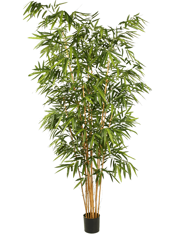 30/new-bamboo-big-leaf-8fw34510n