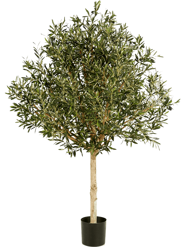 30/olea-naturel-tree-topiary-8olnars18