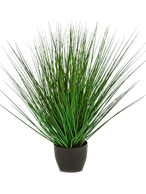 30/onion-grass-8fw1039n5