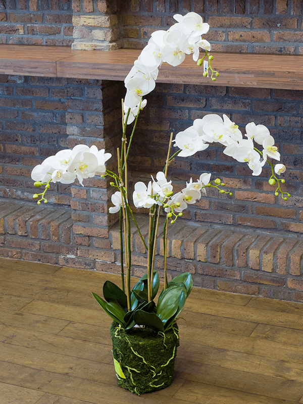 30/phalaenopsis-plant-8phmmw020