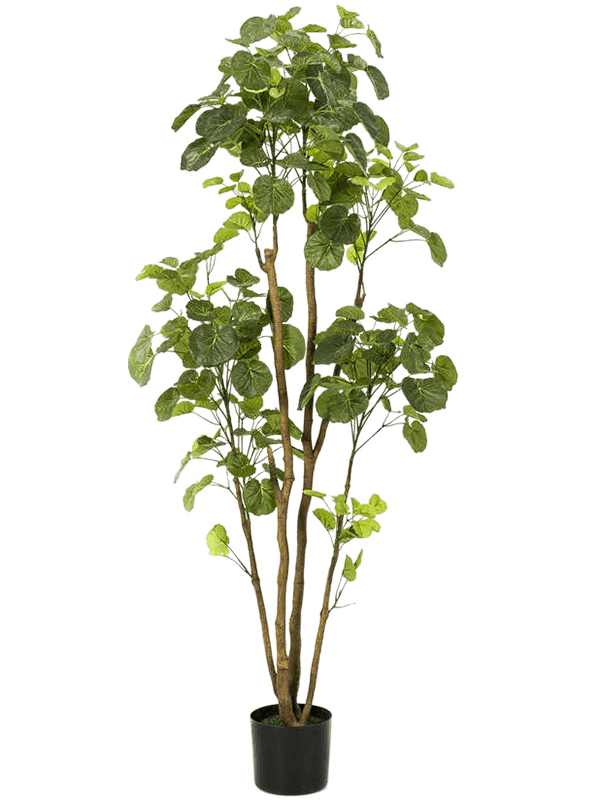 30/polyscias-8ee420293