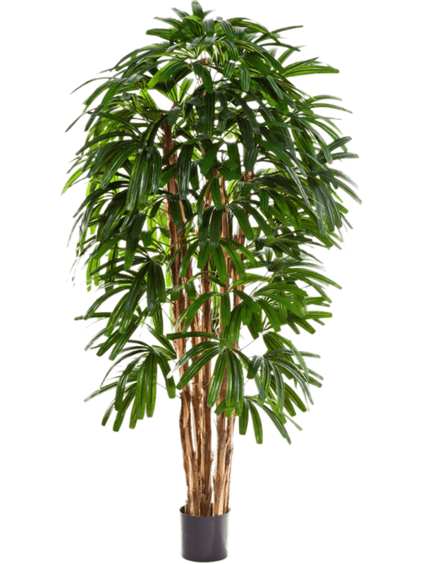 30/rhapis-palm-tree-8fw36207fr
