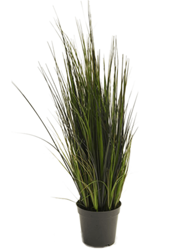 30/river-grass-8ngcrig020