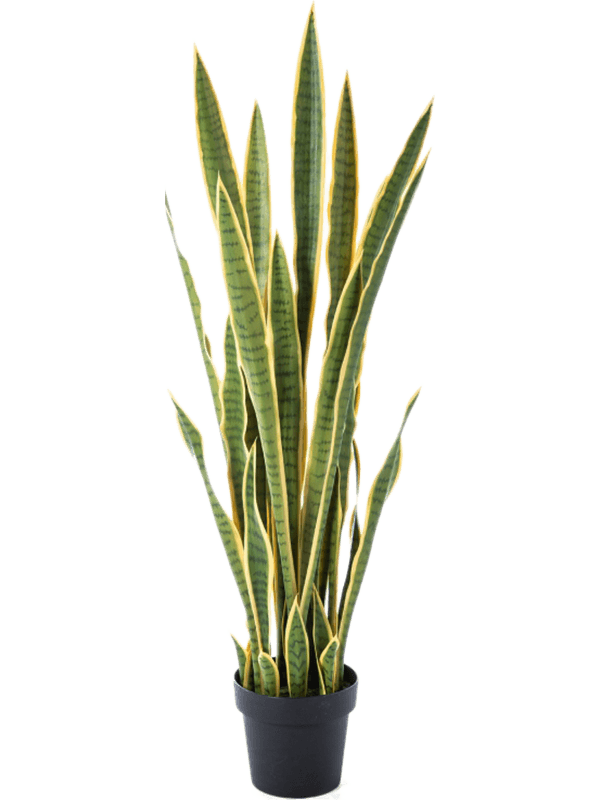30/sansevieria-var-8fw57404g