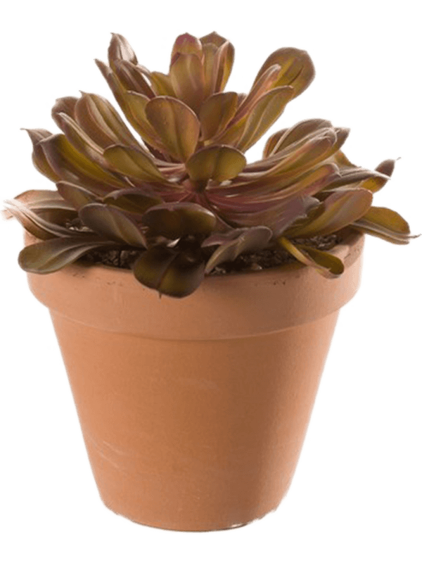 30/sempervivum-8eeg17465