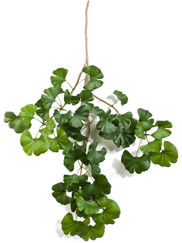 30/sweet-gingko-spray-8fw1603fr