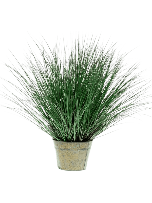 30/wild-grass-8eew18847