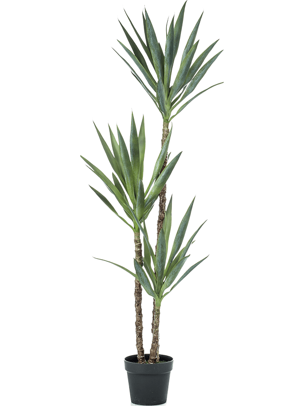 30/yucca-8ee423946