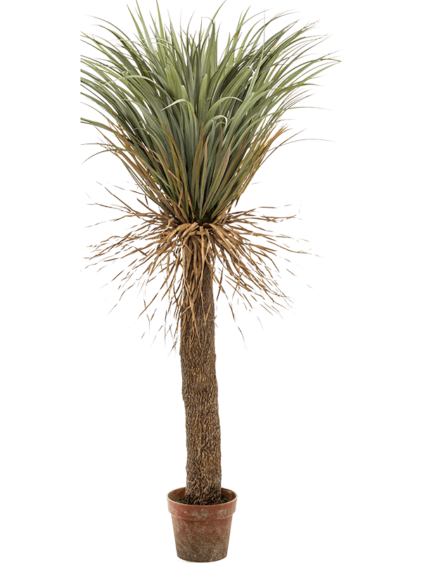 30/yucca-wild-8ee423944