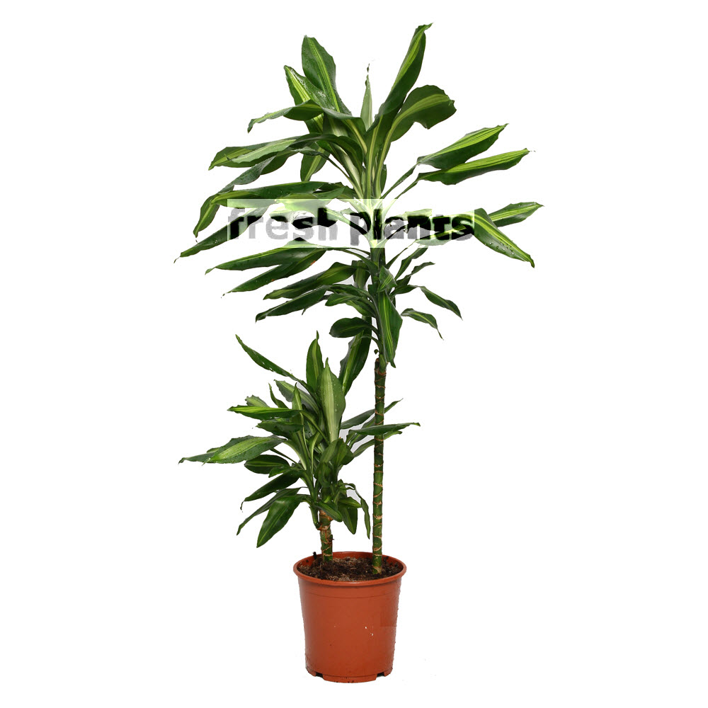 Комнатные цветы и растения : Драцена Цинто - Dracaena Cinto Multi-Stem