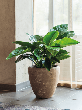 nieuwkoop-planters/6POSRCP24_1