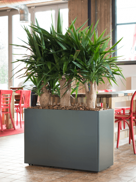nieuwkoop-planters/6PRG02590_1