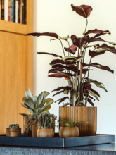 Кашпо Capi Nature Groove (Vase Ball Black Gold) Арт: 6CAPGG102 1