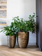 Кашпо Capi Nature Rib NL (Vase Elegant Low Black Gold) Арт: 6CAPTG044 1
