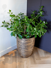 Кашпо Capi Nature Rib NL (Vase Elegant Low Black Gold) Арт: 6CAPTG044 2