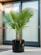 Кашпо Cylinder (Pot Black) Арт: 6CILB4040 2